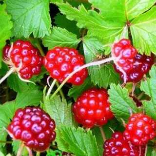 Северная малина