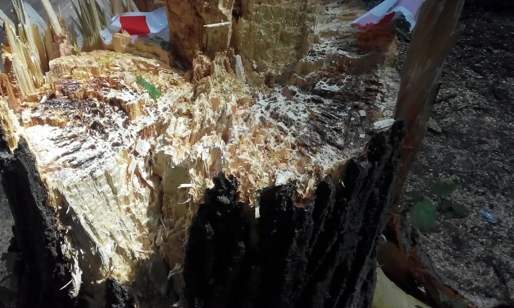 Гниение древесины. Пестрая ситовая гниль древесины. Признаки гниения древесины. Гниль древесины. Бурая трещиноватая гниль.