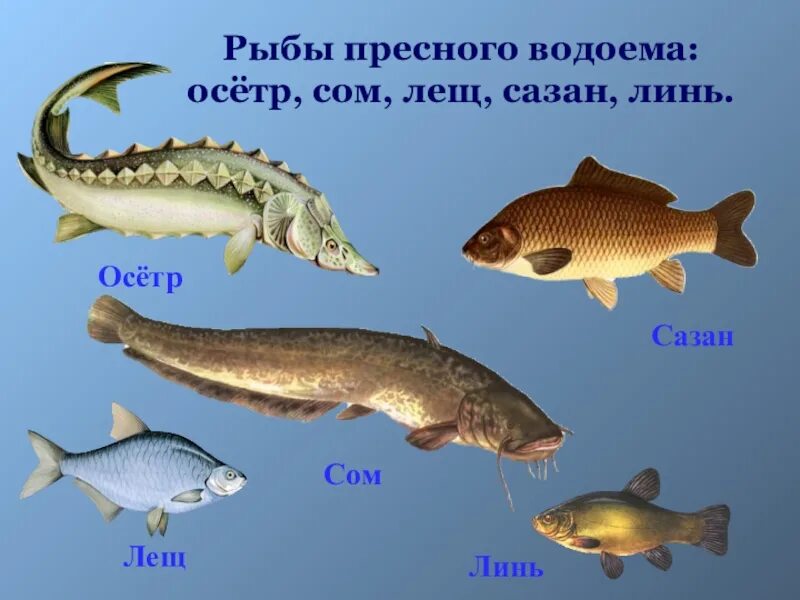Рыбы пресных и соленых водоемов 1 класс. Рыбы пресных водоемов. Названия рыб пресных водоемов. Рыбы в пресной воде. Какие рыбы обитают в пресных водоемах.