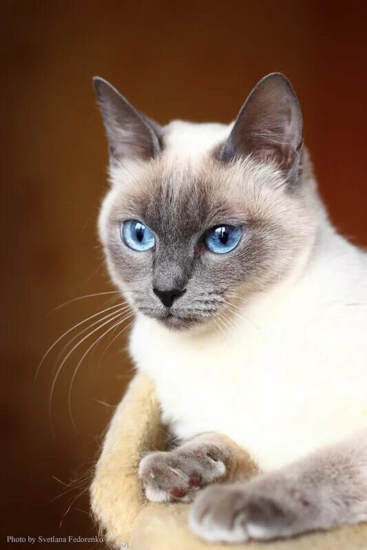 Породы сиамского окраса. Тайский кот Блю Пойнт. Тайская кошка Блю Пойнт. Сиамский кот Блю Пойнт. Сиамская кошка сил-Пойнт.