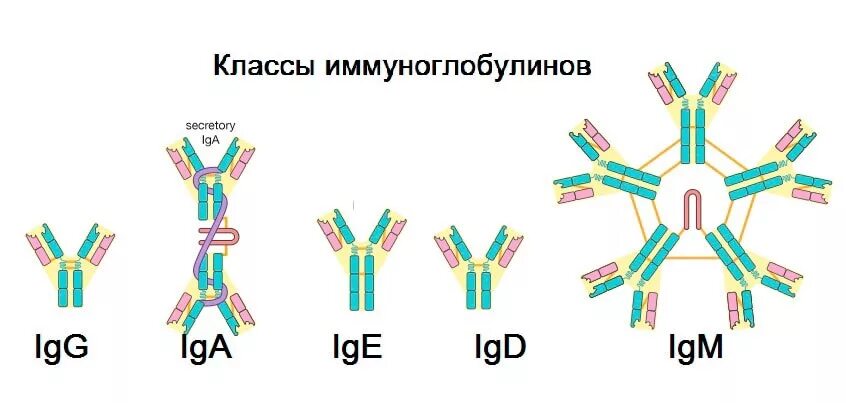 Схема строения иммуноглобулинов различных классов. Иммуноглобулины. Строение. Классы иммуноглобулинов. Иммуноглобулин класса а2. Классы и строение антител. Особенности иммуноглобулинов