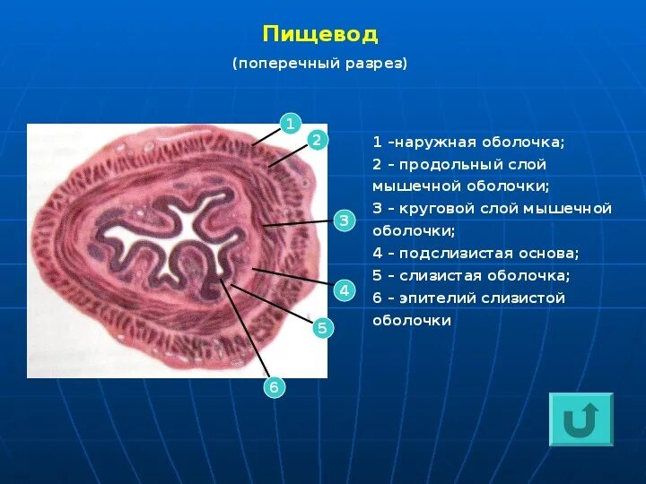 Препарат пищевод поперечный срез. Поперечный срез пищевода гистология препарат. Поперечный срез пищевода гистология. Слои стенки пищевода анатомия. Слои пищевода