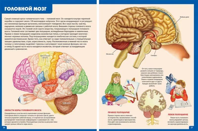 Головной мозг ребенка. Строение мозга для детей. Мозг для дошкольников. Мозг человека строение для детей.