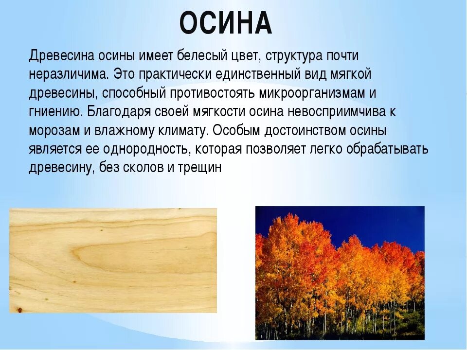 Качество осины. Осина дерево свойства древесины. осина характеристика древесины. осина качество древесины. осина структура древесины.