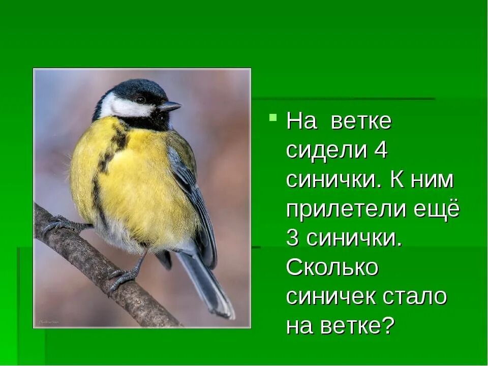 Загадка про синичку. Загадка про синицу для детей. Загадка про синичку для детей. Синица для детей.