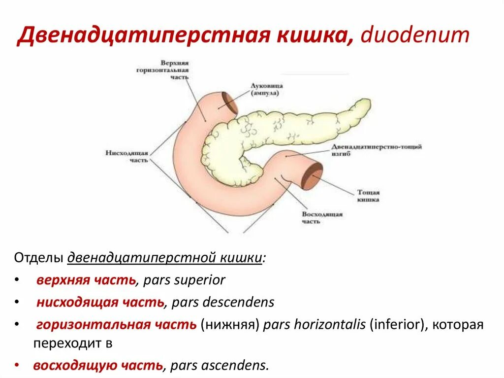 Печень 12 перстной кишки. 12 Перстная кишка анатомия строение и функции. Кишечник анатомия 12 перстной кишки. Строение 12 перстной кишки отделы. Схема строения двенадцатиперстной кишки.