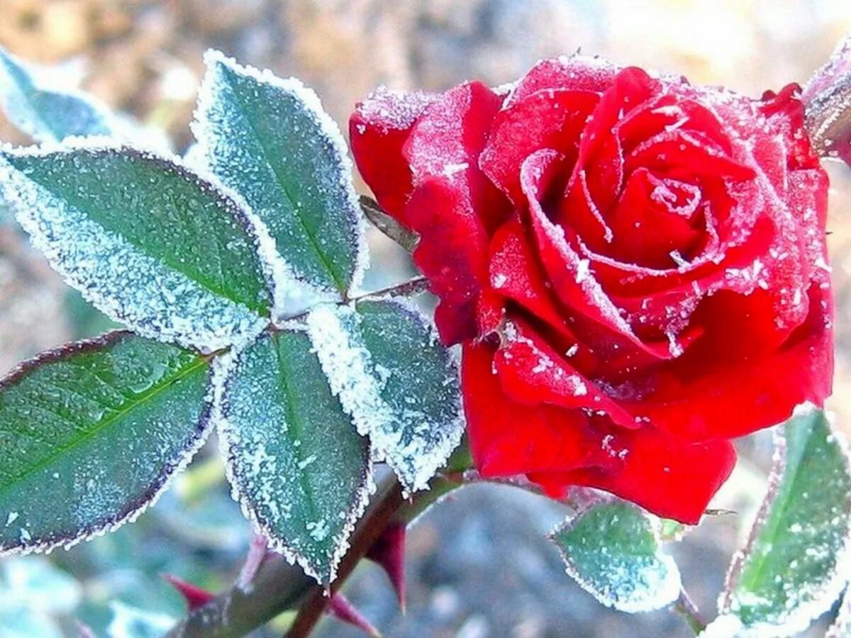 Красные цветы зимние розы. Розы на снегу. Зимняя роза. Розы на морозе. Роза в инее.