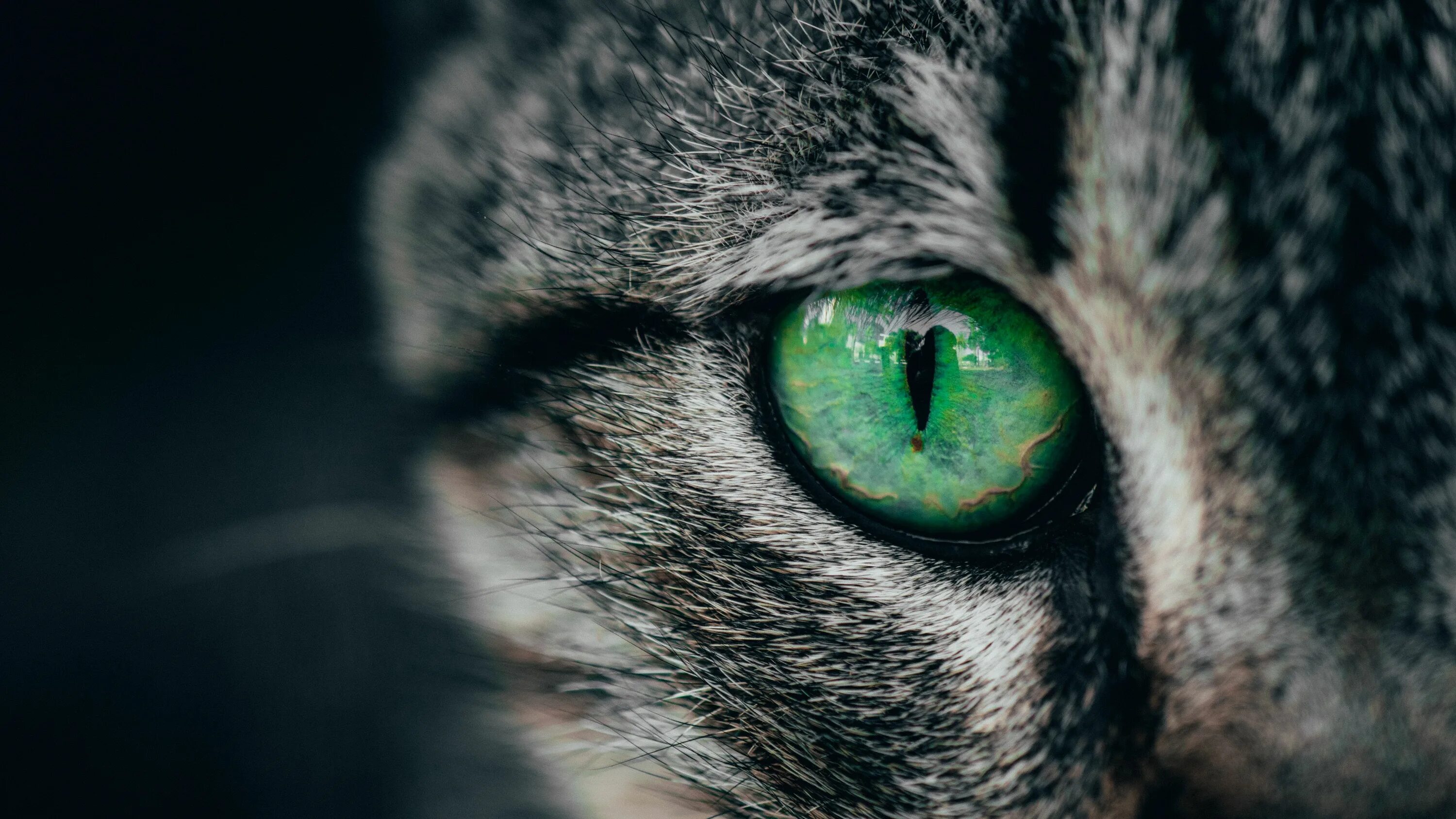 Кошачий глаз. Кошачий глаз зеленый. Зеленоглазая кошка. Глаза котика. Обои глазки