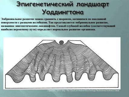 Эпигенетический ландшафт