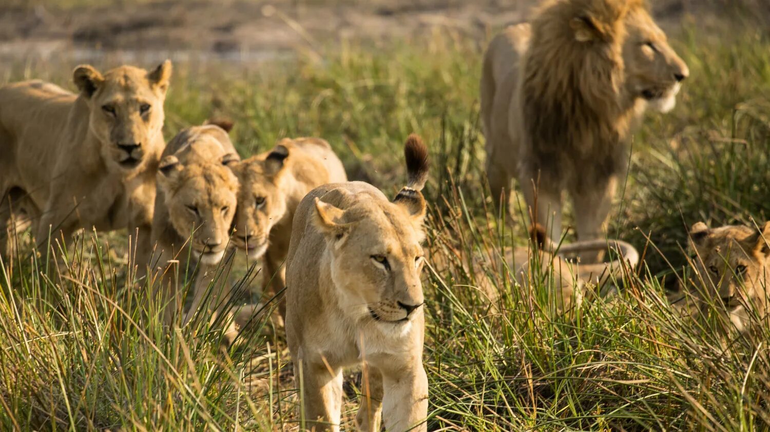 Lion population. Wildlife ответы