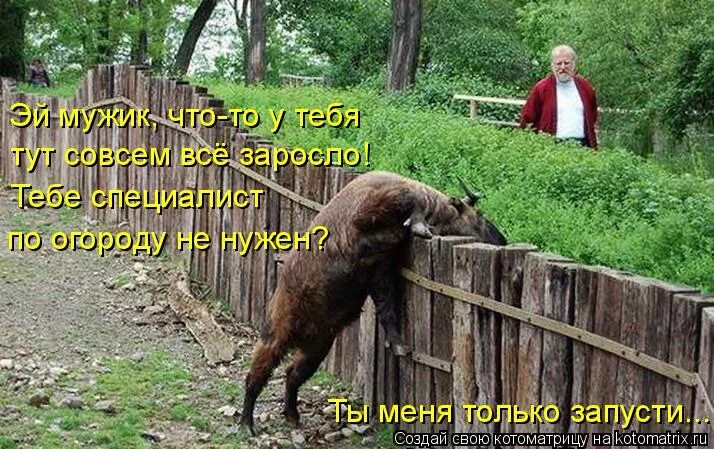 Пусти козла в огород. Забор для коз. Пустить козла в огород. Прикол козёл в огороде.