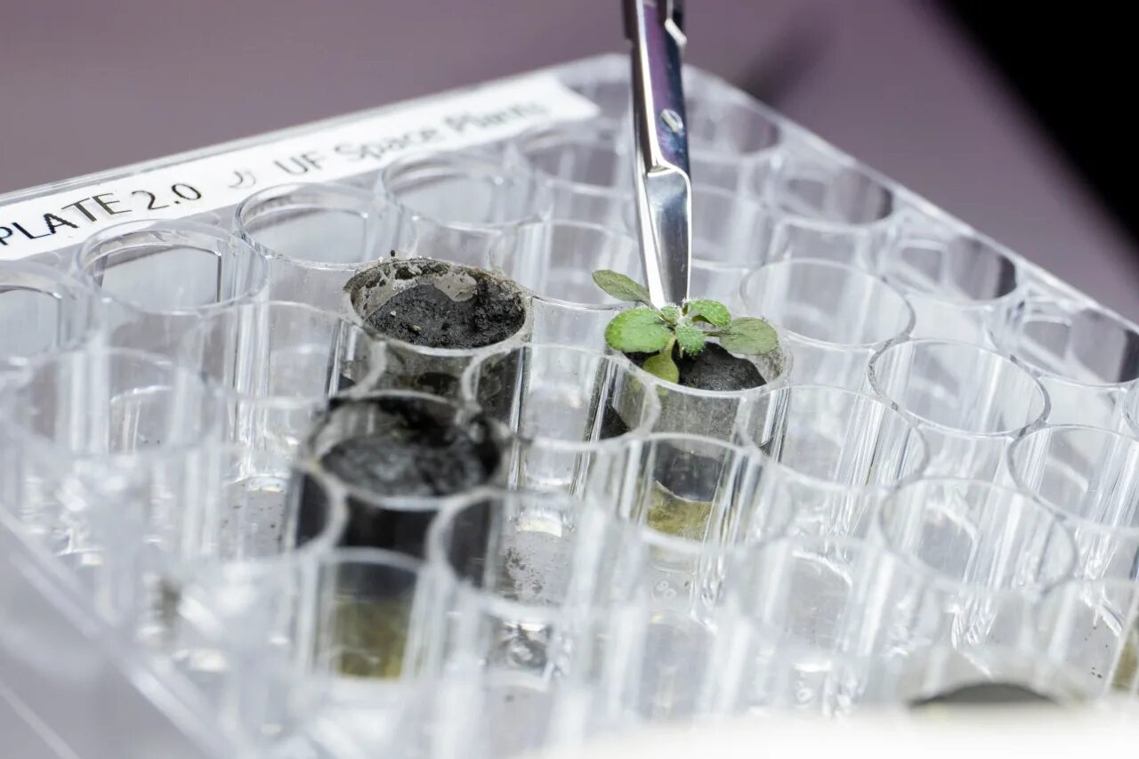 Growing science. Ученые вырастили растения в лунном грунте. Растения, выращенные на лунном грунте. Ученые с растениями. Растения выращенные в космосе.