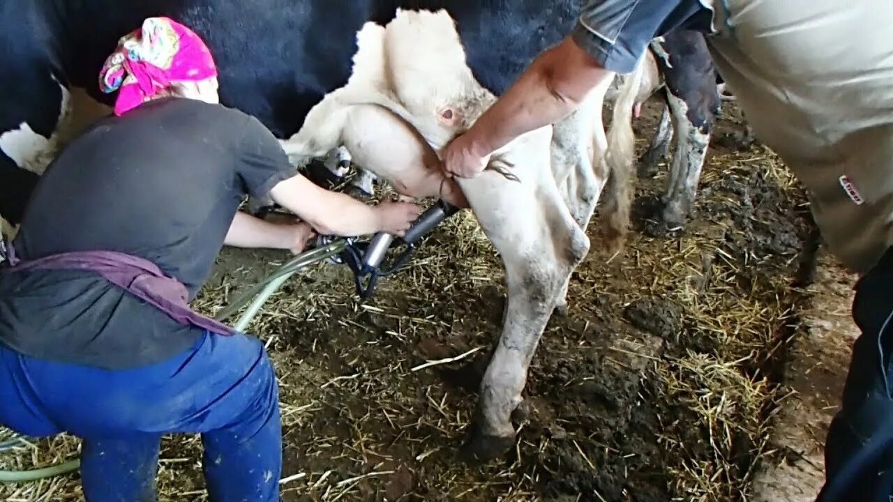 Раздой коров и первотелок это. Раздаивание коровы первотелки.