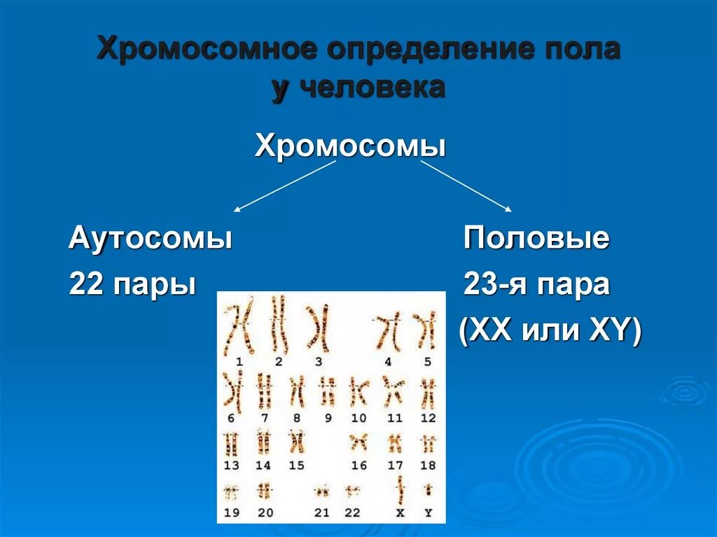 Хромосомный набор клеток мужчин. Набор хромосом у человека. Набор половых хромосом. Аутосомы и половые хромосомы. Хромосомы определяющие пол.