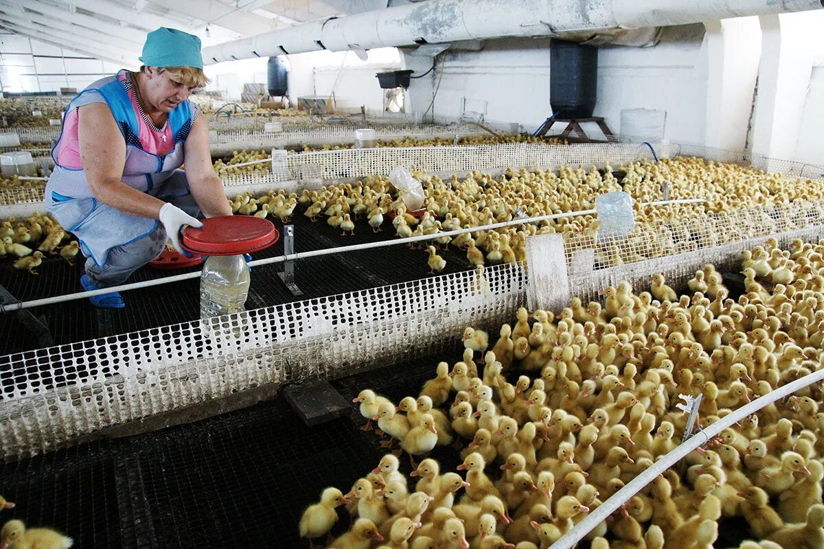 Сады птицефабрика. Тимашевская птицефабрика поселок садгород. Сады птицефабрика. Октябрьская птицефабрика новосибирск. Радон птицефабрика в калужской.