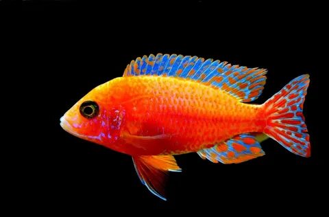 Colorful fish