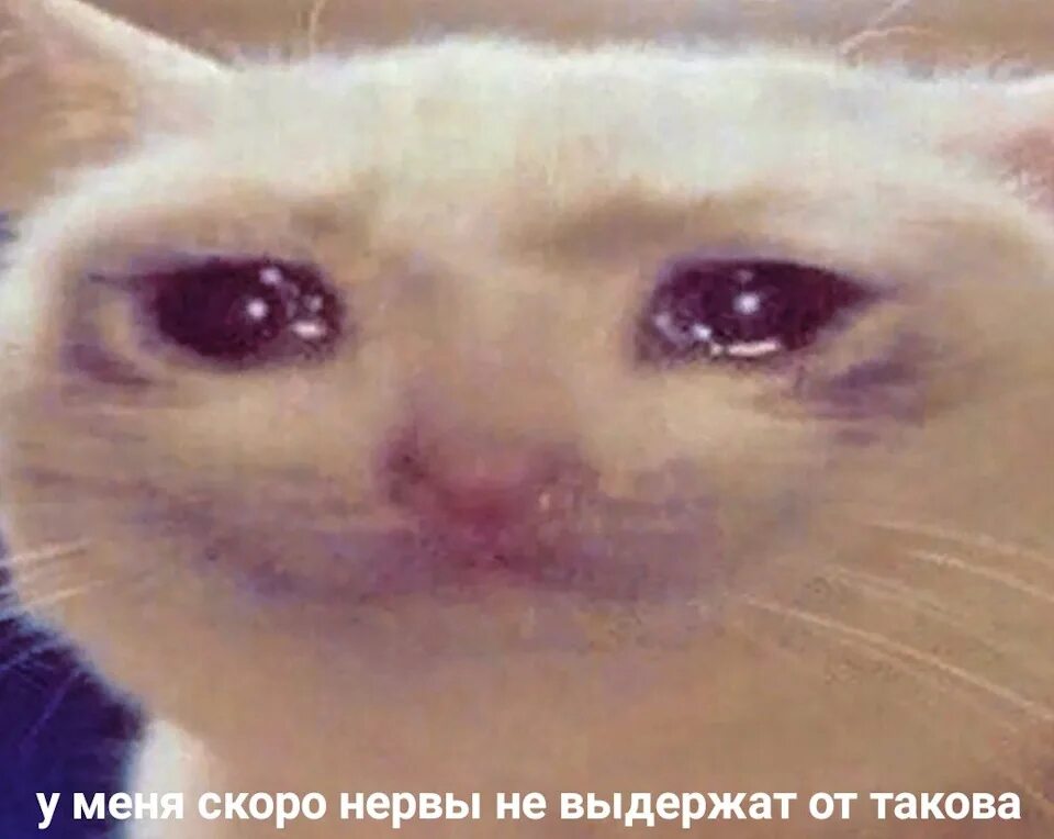 Не бойся мем с котом текст This cat can see all your darknest within 9GAG