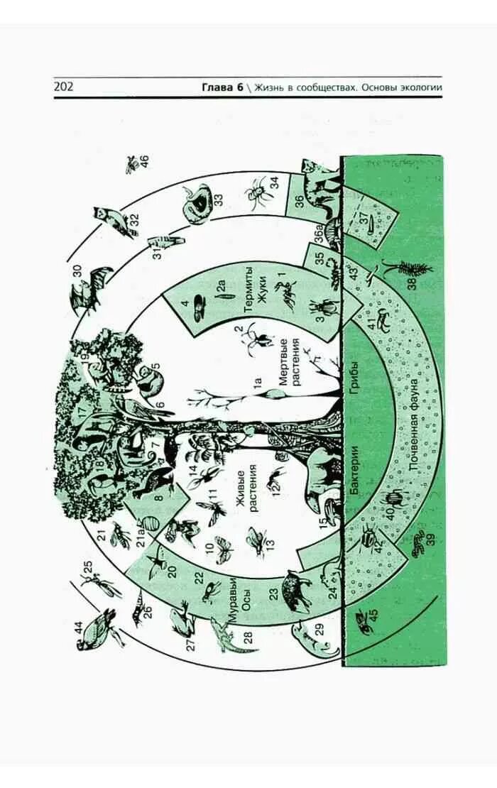 Биология 11 захаров мамонтов. Жизнь в сообществах основы экологии. Учебник биологии 11 класс Захаров Мамонтов. Карта земли биология учебник.
