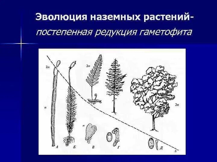 Эволюция наземных растений. Редукция гаметофита. Эволюция гаметофита. Эволюция гаметофита и спорофита у растений.