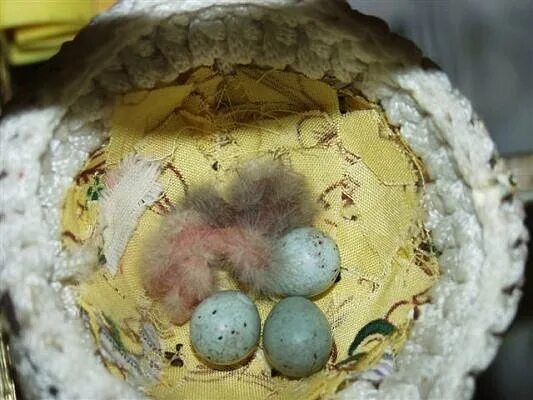 Канарейка сколько яиц. Вылупление птенцов амадинов. Канарейка сколько яиц. Птенец от канарейки. Птенцы канарейки по дням.