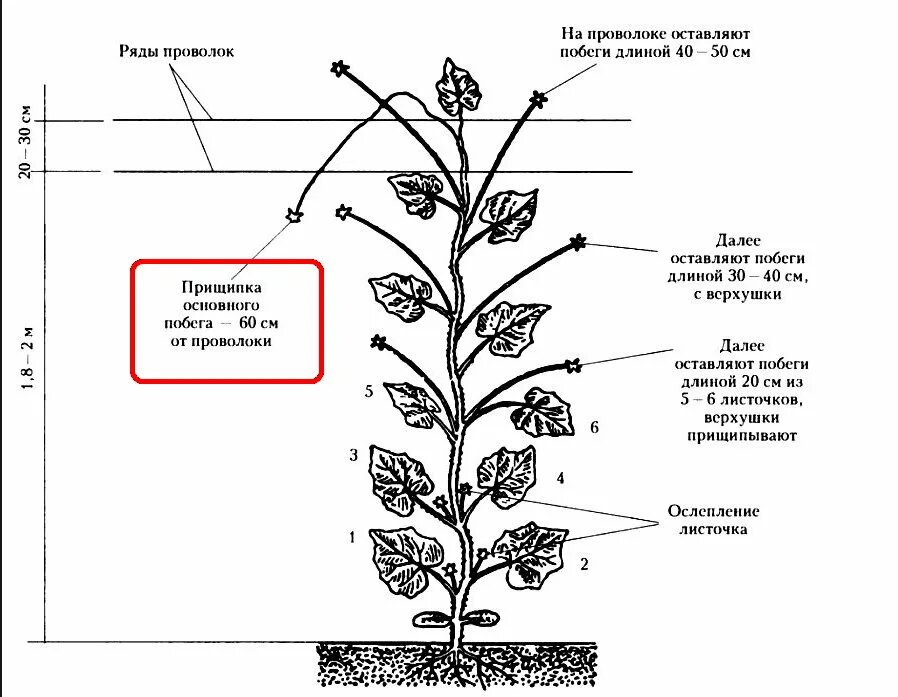 Нужно ли у огурцов обрывать. Огурцы прищипывание в теплице схема. Пасынки у огурцов в открытом грунте. Схема формирования куста огурца. Боковые побеги пасынковать.