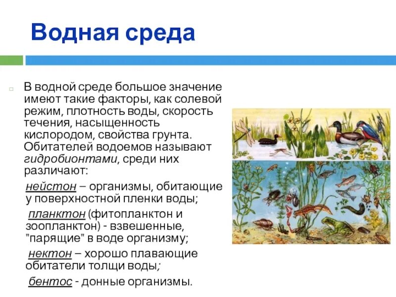 Световой режим наземно воздушной среды. Режимы водной среды. Организмы обитающие в водной среде. Водная среда жизни. Характеристика водной среды.