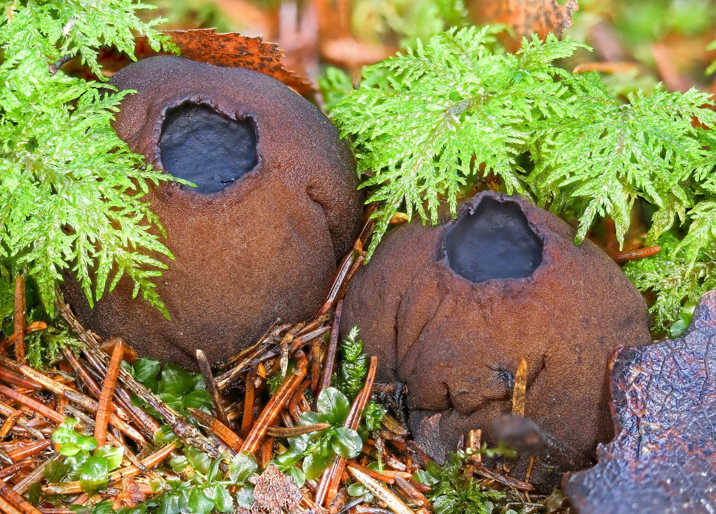 Грибы бочонки. Саркосома шаровидная sarcosoma globosum. саркосома шаровидная гриб. молодильные грибы саркосома. молодильный гриб саркосома шаровидная.