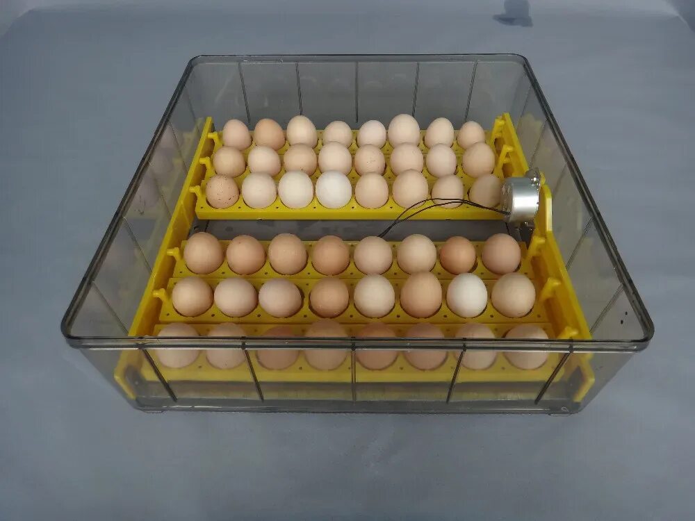 Куплю яйца кур для инкубатора. Инкубация индюшачьих яиц инкубатор Золушка. Инкубация гусиных яиц в инкубаторе Несушка. Гусиные яйца в инкубаторе. Гусиное яйцо инкубационное инкубация.
