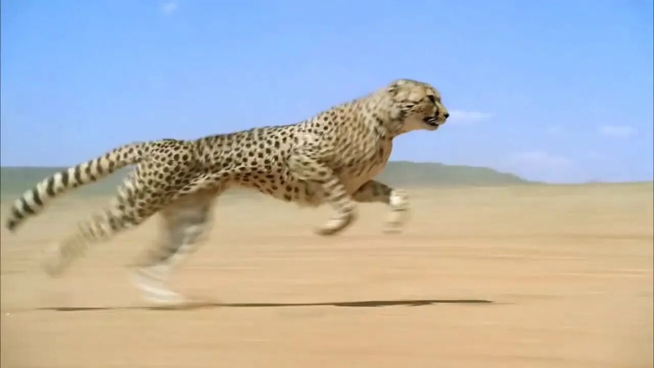 Сколько скорость гепарда. Гепарда км/ч максимальная. Макс скорость гепарда км/ч. Гепард развивает скорость. Прыгающие животные.