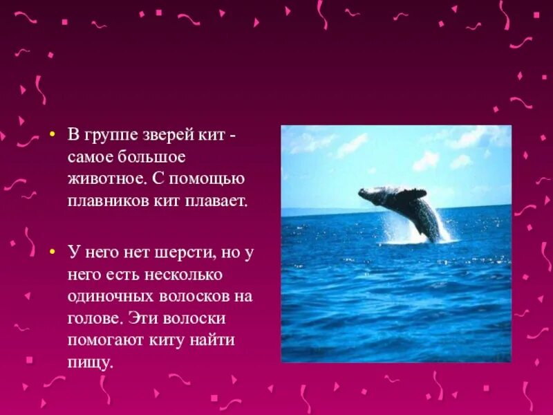 Почему кит зверь. Кит это зверь или животное. Кит это животное или нет. Кит это рыба или млекопитающее. Кит это рыба или зверь.