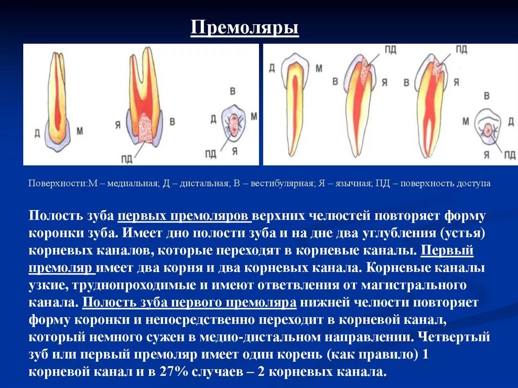 Полость зуба первых премоляров. Второй премоляр верхней челюсти форма полости. Форма полости первый верхний премоляр. Название корневых каналов у премоляров.