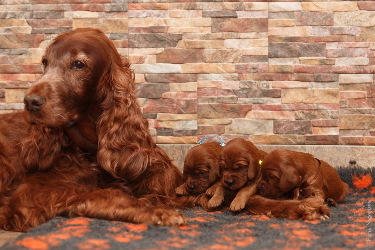Ирландский сеттер щенки. Собака ирландский сеттер. Ирландский сеттер черный. Ирландский сеттер (irish setter). Ирландский красный сеттер щенки.