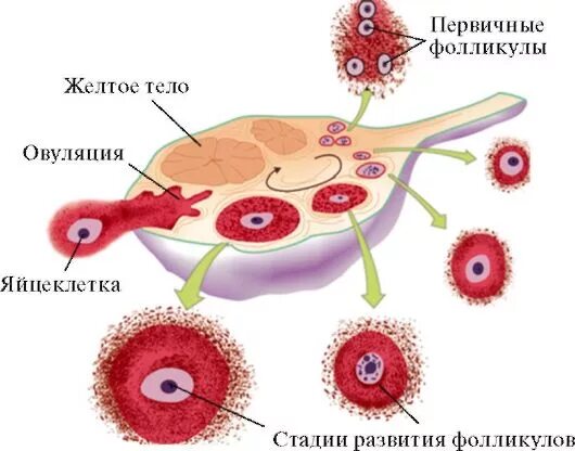 Схема созревания фолликула. Формирование первичного фолликула. Яичниковый цикл. Яйцеклетка женщины. Фолликулы созревают в