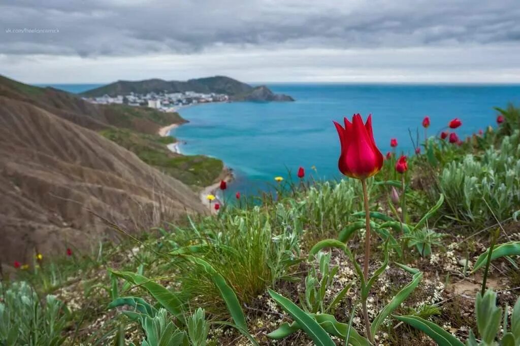 Орджоникидзе вода. Орджоникидзе Крым. Феодосия Орджоникидзе тюльпаны. Тюльпаны горные Карадаг.