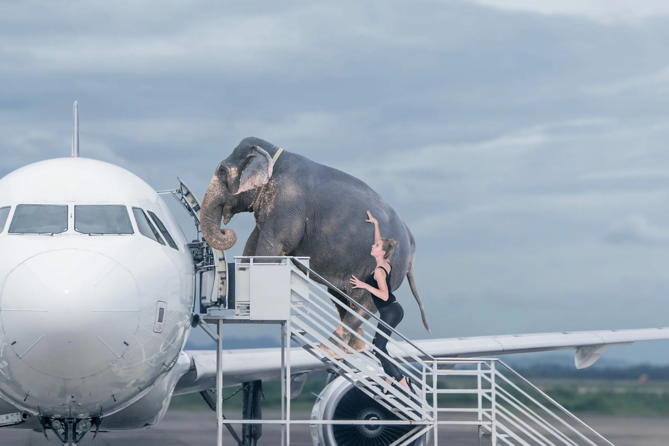 Самолет слон. Слоник на самолете. Животные в самолете. Слоны в авиации.