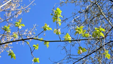8 апреля солнечное