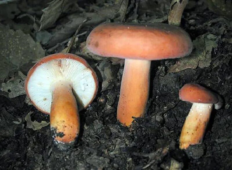 Подмолочник молочай гриб. Lactarius volemus. Гриб подорешник. Гриб подорешник. Млечник подорешник гриб.