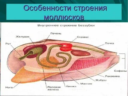 Моллюски особенности строения