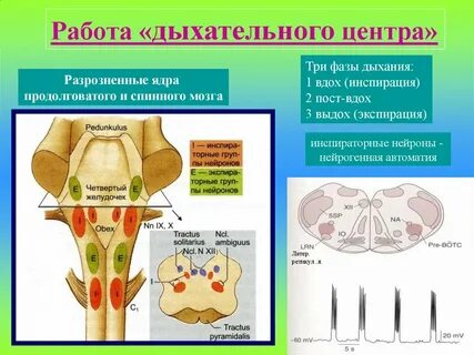 В чем выражается автоматия дыхательного центра