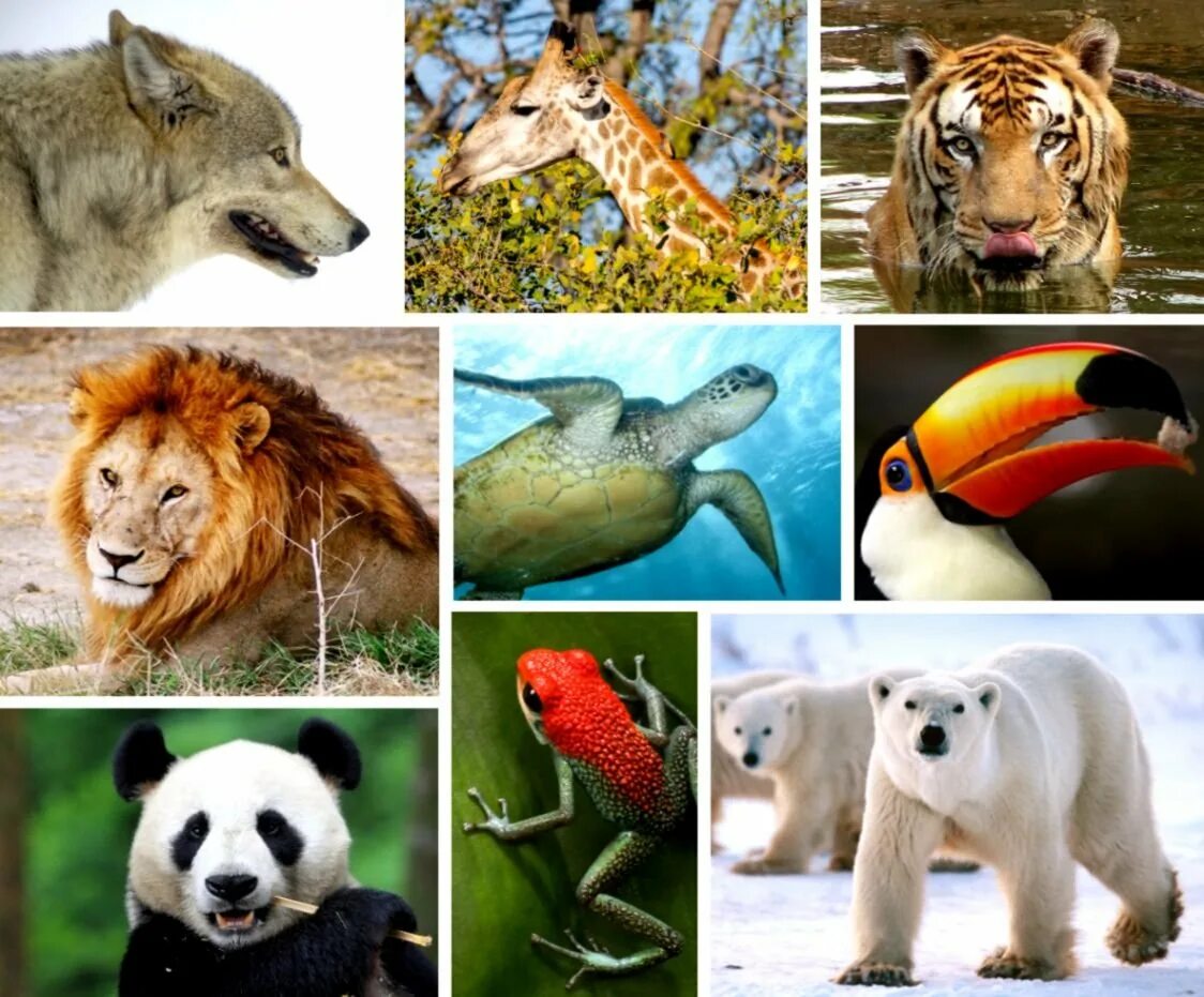 Release reduce adopt reusable endangered species. Разнообразие животных. Животные коллаж. Разнообразие видов животных. Много видов животных.