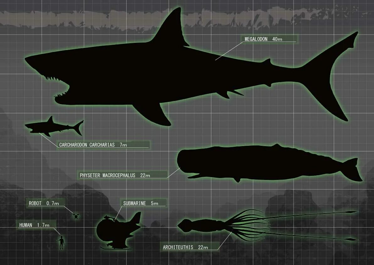 Какой длины акула. Вес МЕГАЛОДОНА акула. Размер МЕГАЛОДОНА И белой акулы. МЕГАЛОДОН рост и вес. Кархародон МЕГАЛОДОН рост.