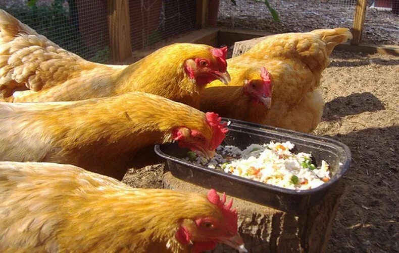Можно ли куриный. Домашние кормления кур. Еда для куриц несушек. Куры несушки кормление.