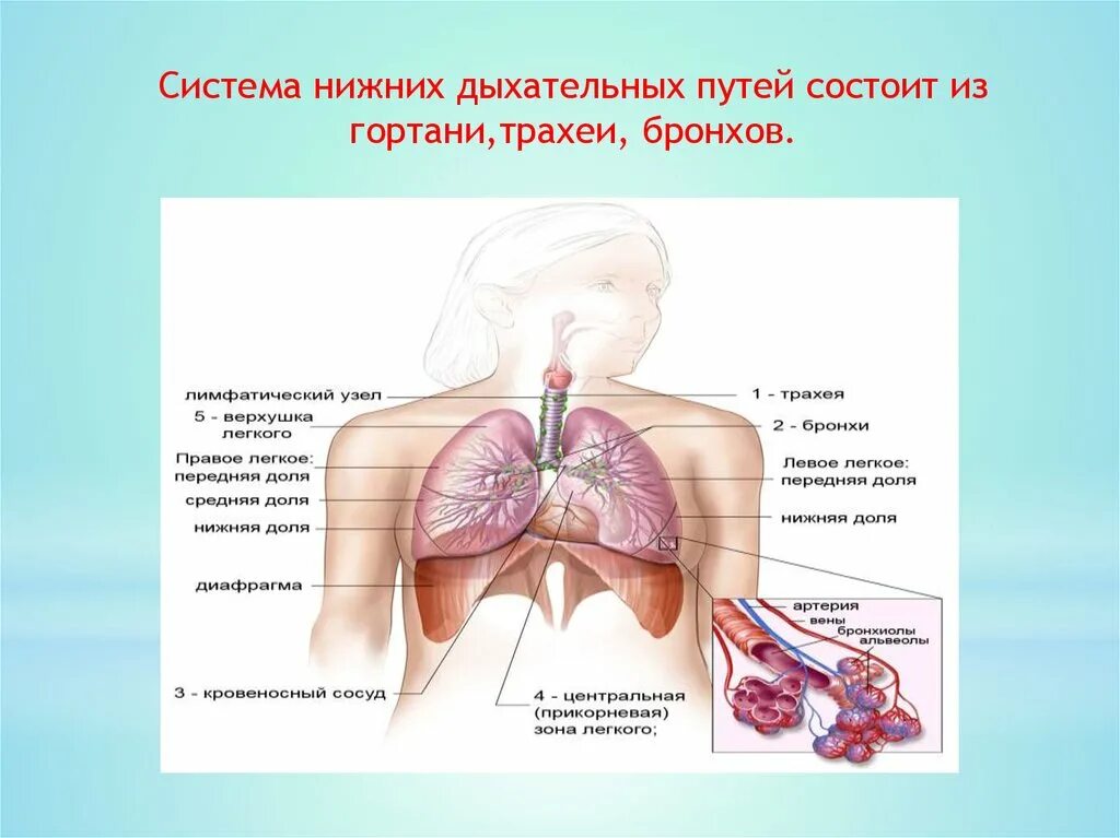 Прикорневой отдел легких