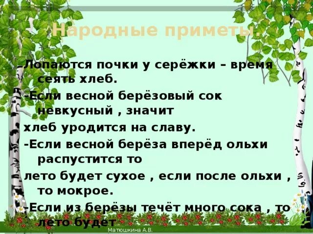 Народные приметы связанные с березой. Приметы о Березе. Приметы на Березе сережки. Березовые сережки приметы. Добрая березка