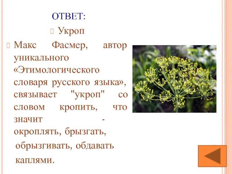 Укроп Макс. Укроп презентация. Укроп происхождение. Укроп проверочное. Слова из слова укроп