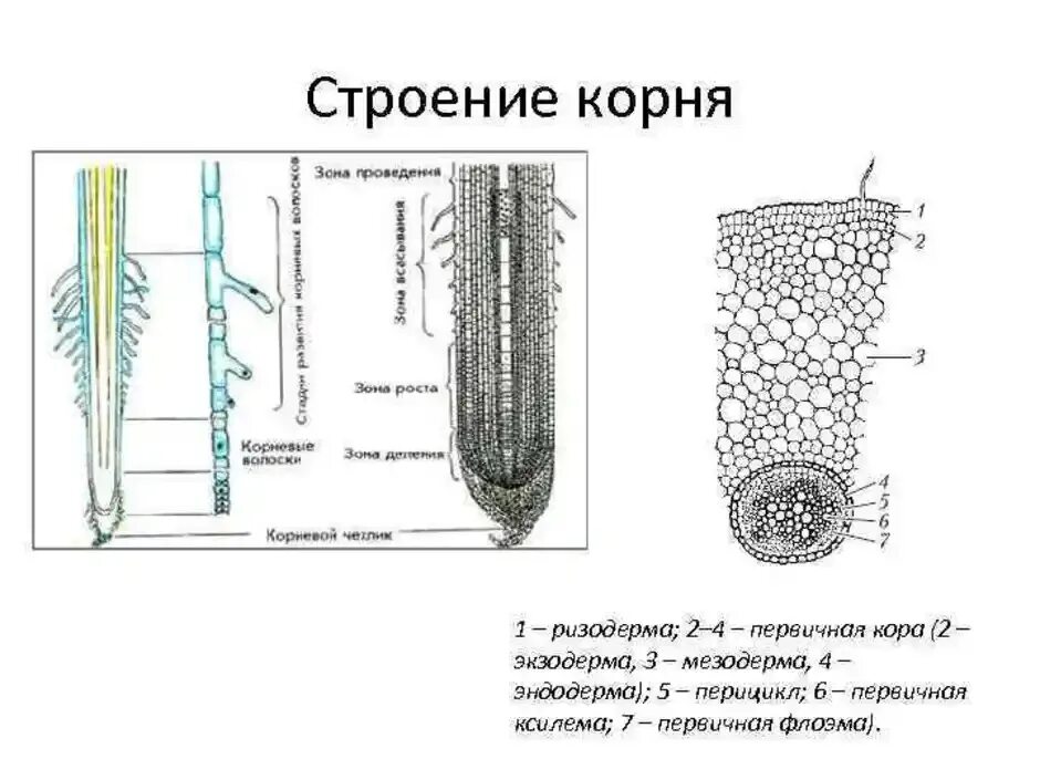 Рисунок внутреннего строения корня