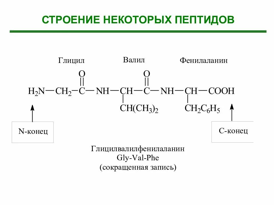 Полипептиды содержат в цепи. Составление трипептида из аминокислот. Трипептид из аминокислот пример. Трипептид из аминокислот строение. Трипептид пример формула.