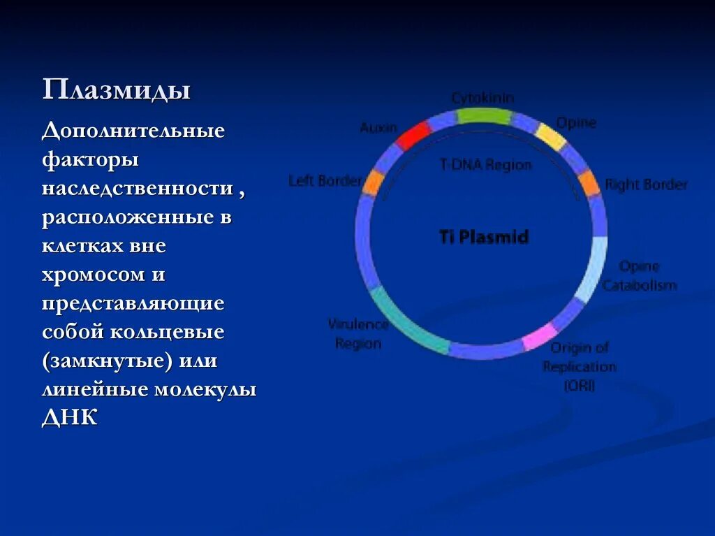 Кольцевые плазмиды. Структура плазмиды. Плазмида представляет собой. Кольцевая хромосома, плазмиды.