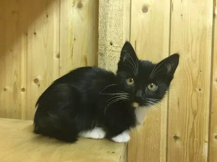 Котята в добрые архангельск