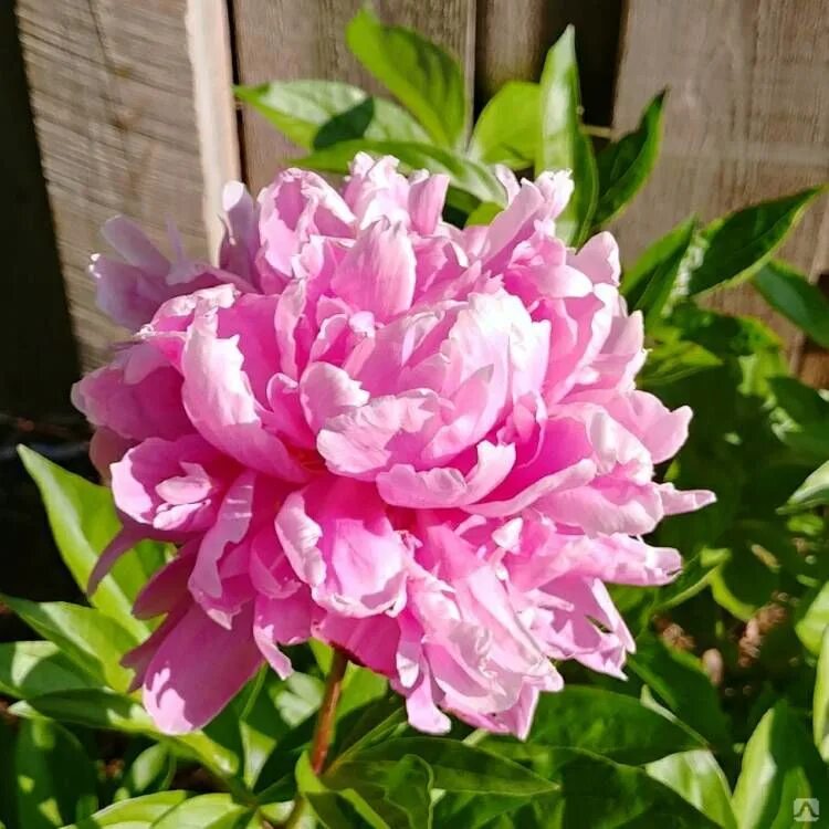 London peony. London peony. Пион молочноцветковый лондон. Пион патио мадрид. Пион травянистый паула фэй.